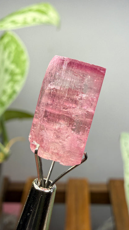 Tourmaline- Água Branca pegmatite, Barra do Salinas, Coronel Murta, Minas Gerais, Brazil