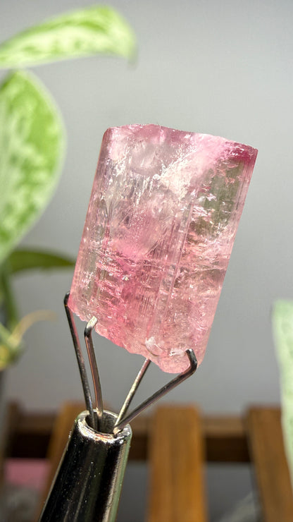 Tourmaline- Água Branca pegmatite, Barra do Salinas, Coronel Murta, Minas Gerais, Brazil