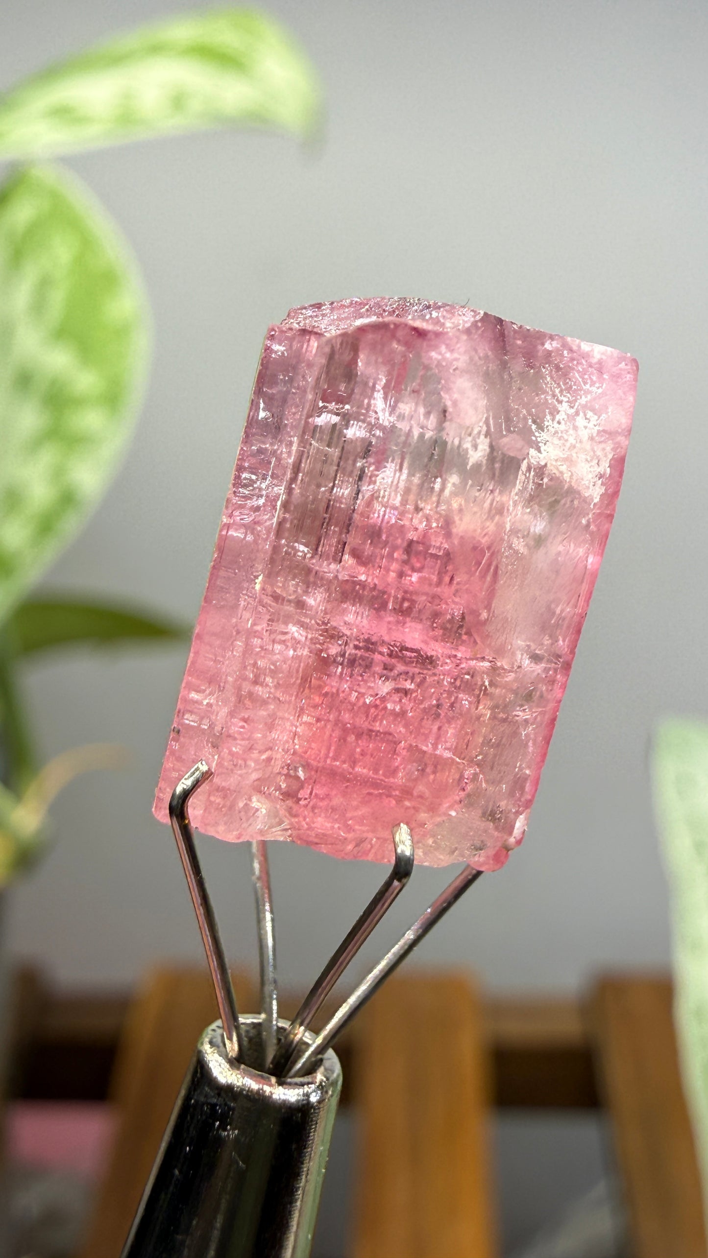 Tourmaline- Água Branca pegmatite, Barra do Salinas, Coronel Murta, Minas Gerais, Brazil