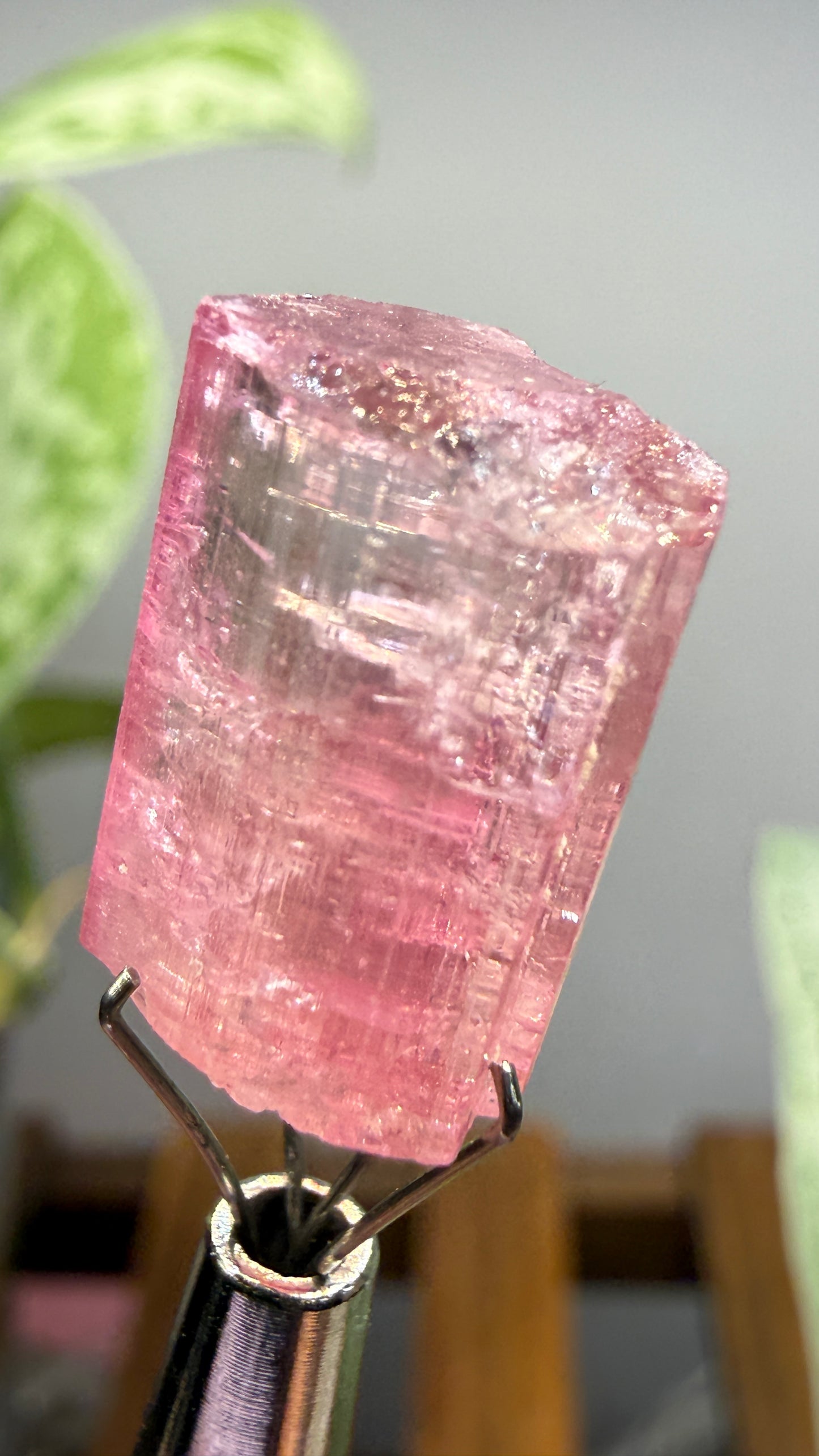 Tourmaline- Água Branca pegmatite, Barra do Salinas, Coronel Murta, Minas Gerais, Brazil