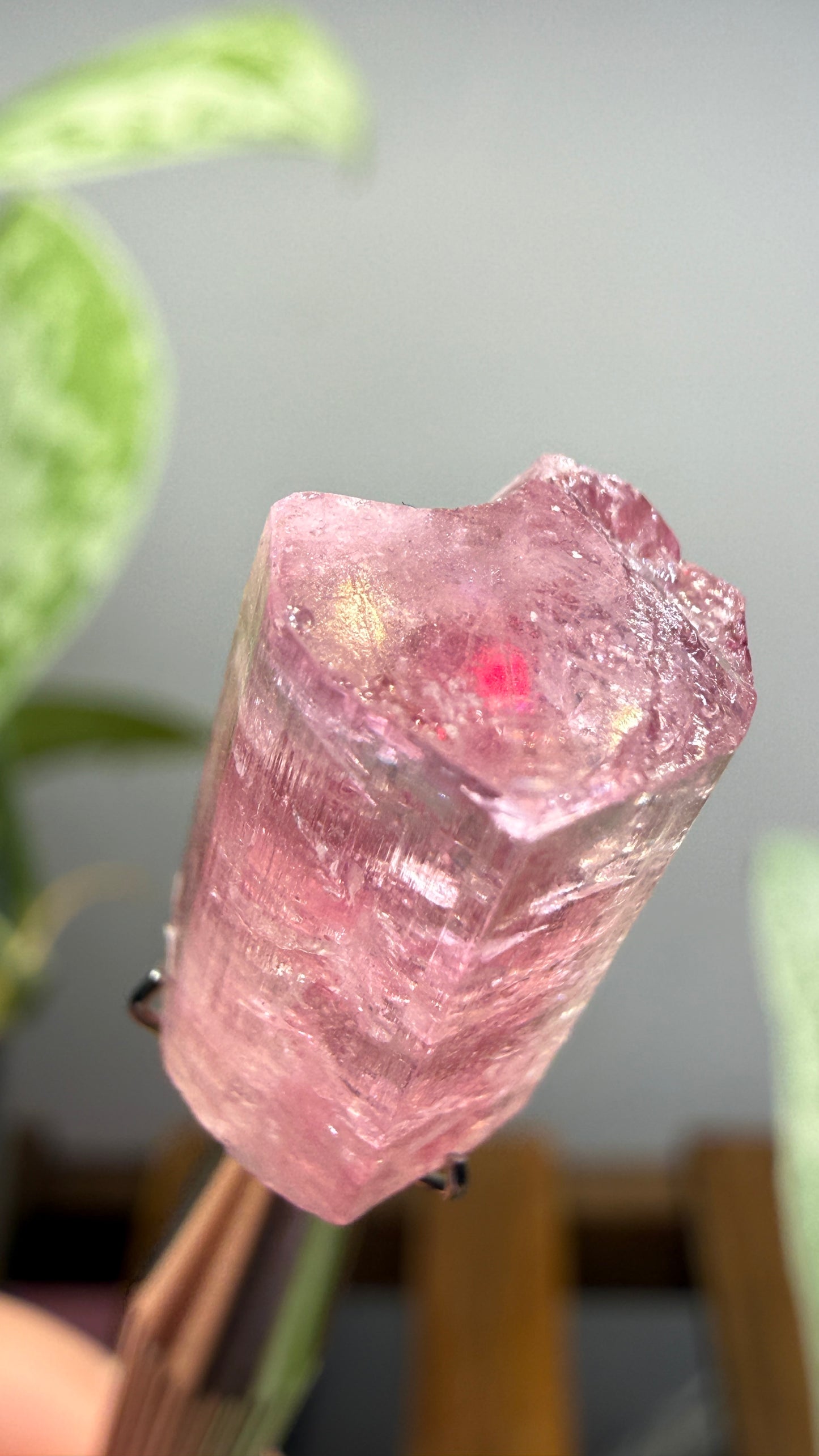 Tourmaline- Água Branca pegmatite, Barra do Salinas, Coronel Murta, Minas Gerais, Brazil