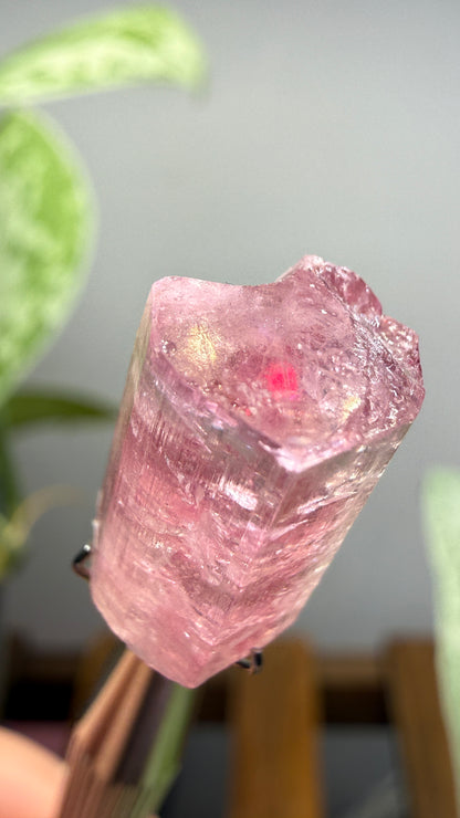 Tourmaline- Água Branca pegmatite, Barra do Salinas, Coronel Murta, Minas Gerais, Brazil