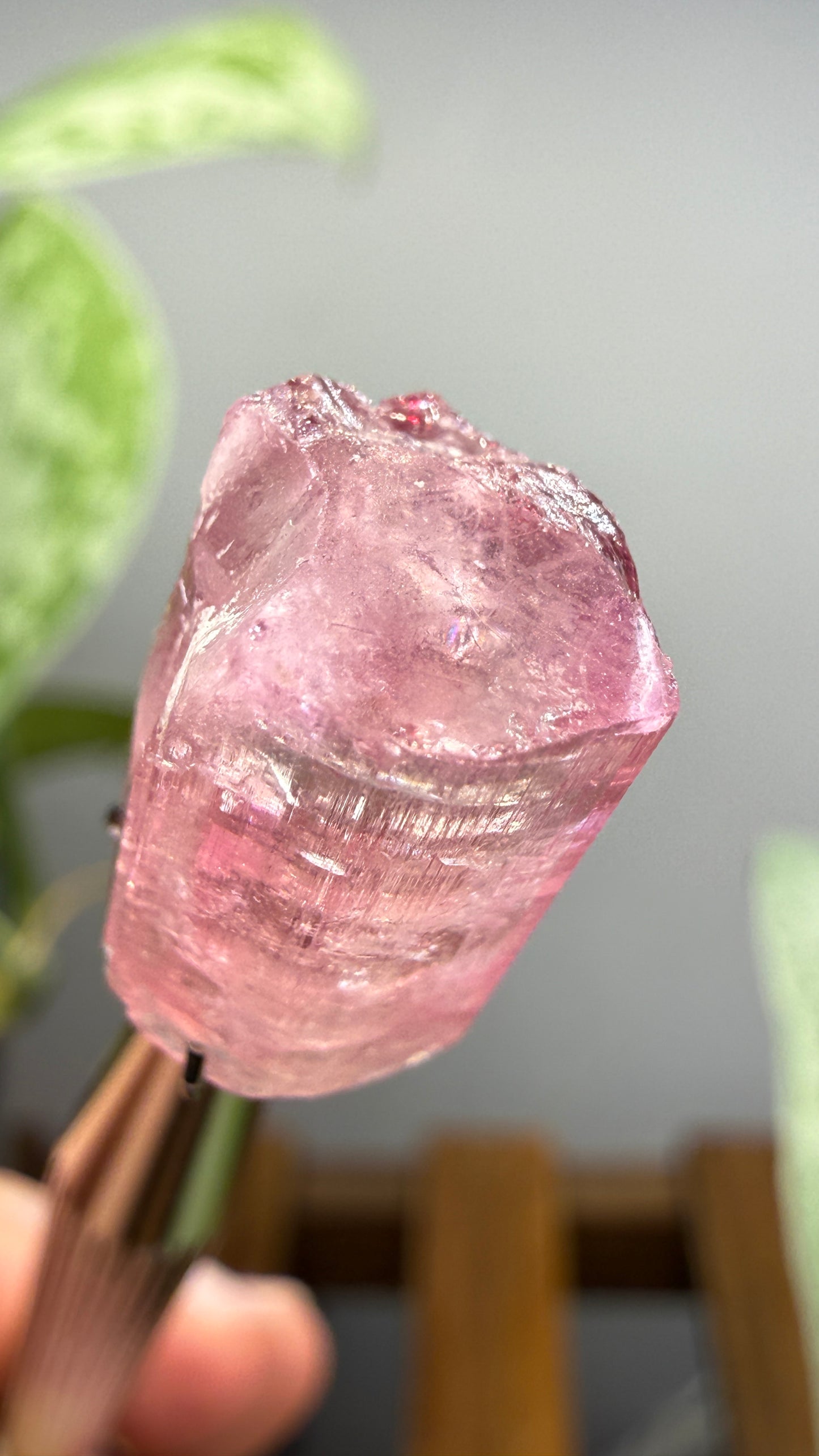 Tourmaline- Água Branca pegmatite, Barra do Salinas, Coronel Murta, Minas Gerais, Brazil