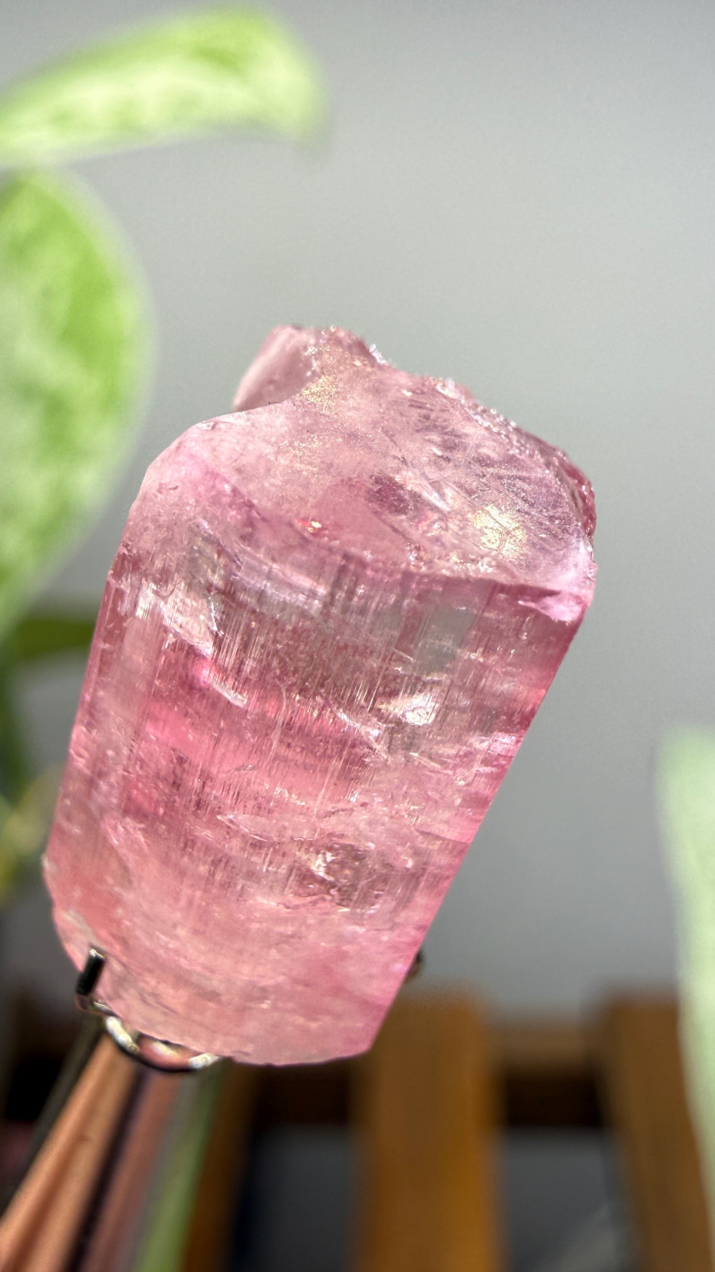 Tourmaline- Água Branca pegmatite, Barra do Salinas, Coronel Murta, Minas Gerais, Brazil