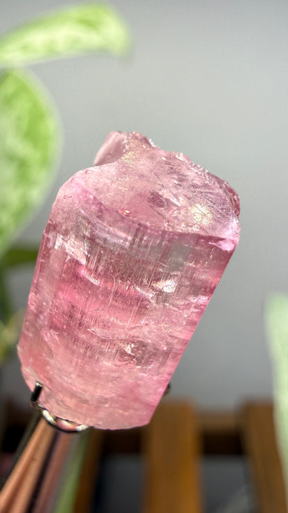 Tourmaline- Água Branca pegmatite, Barra do Salinas, Coronel Murta, Minas Gerais, Brazil