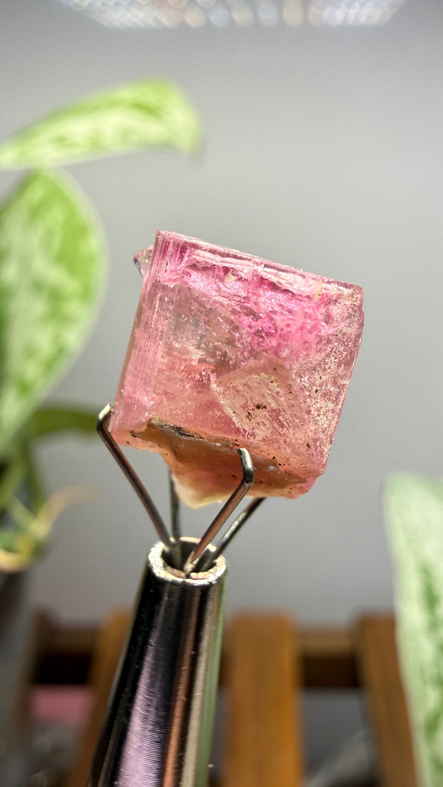 Tourmaline- Água Branca pegmatite, Barra do Salinas, Coronel Murta, Minas Gerais, Brazil