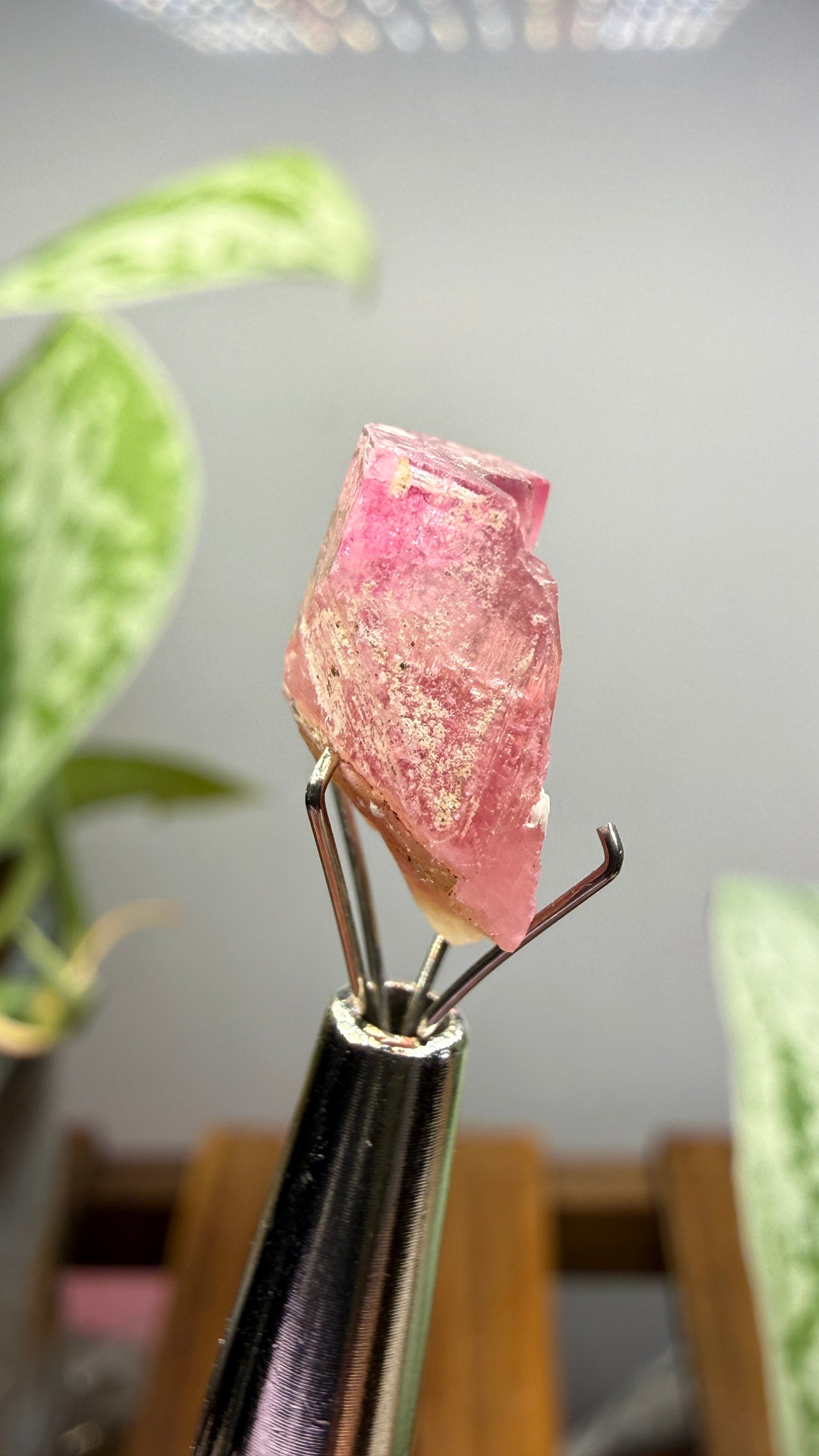 Tourmaline- Água Branca pegmatite, Barra do Salinas, Coronel Murta, Minas Gerais, Brazil