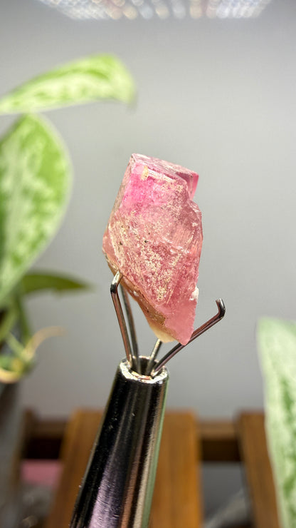 Tourmaline- Água Branca pegmatite, Barra do Salinas, Coronel Murta, Minas Gerais, Brazil