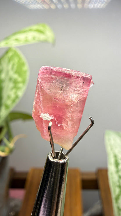 Tourmaline- Água Branca pegmatite, Barra do Salinas, Coronel Murta, Minas Gerais, Brazil