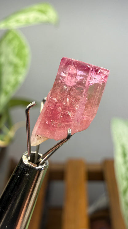 Tourmaline- Água Branca pegmatite, Barra do Salinas, Coronel Murta, Minas Gerais, Brazil