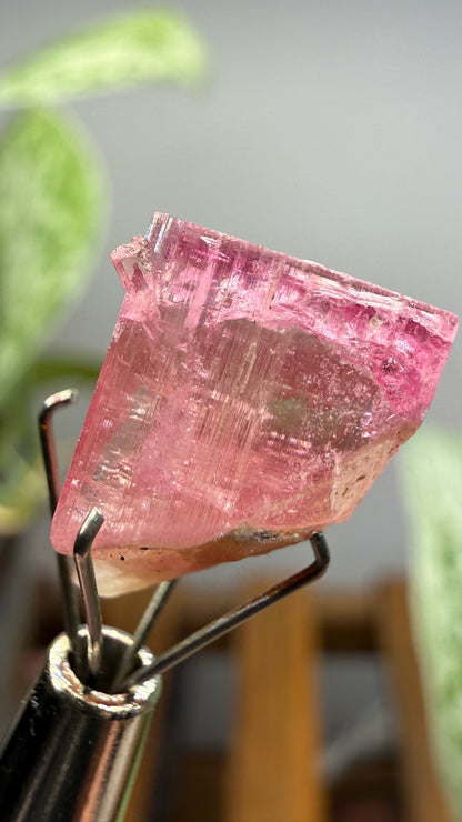 Tourmaline- Água Branca pegmatite, Barra do Salinas, Coronel Murta, Minas Gerais, Brazil