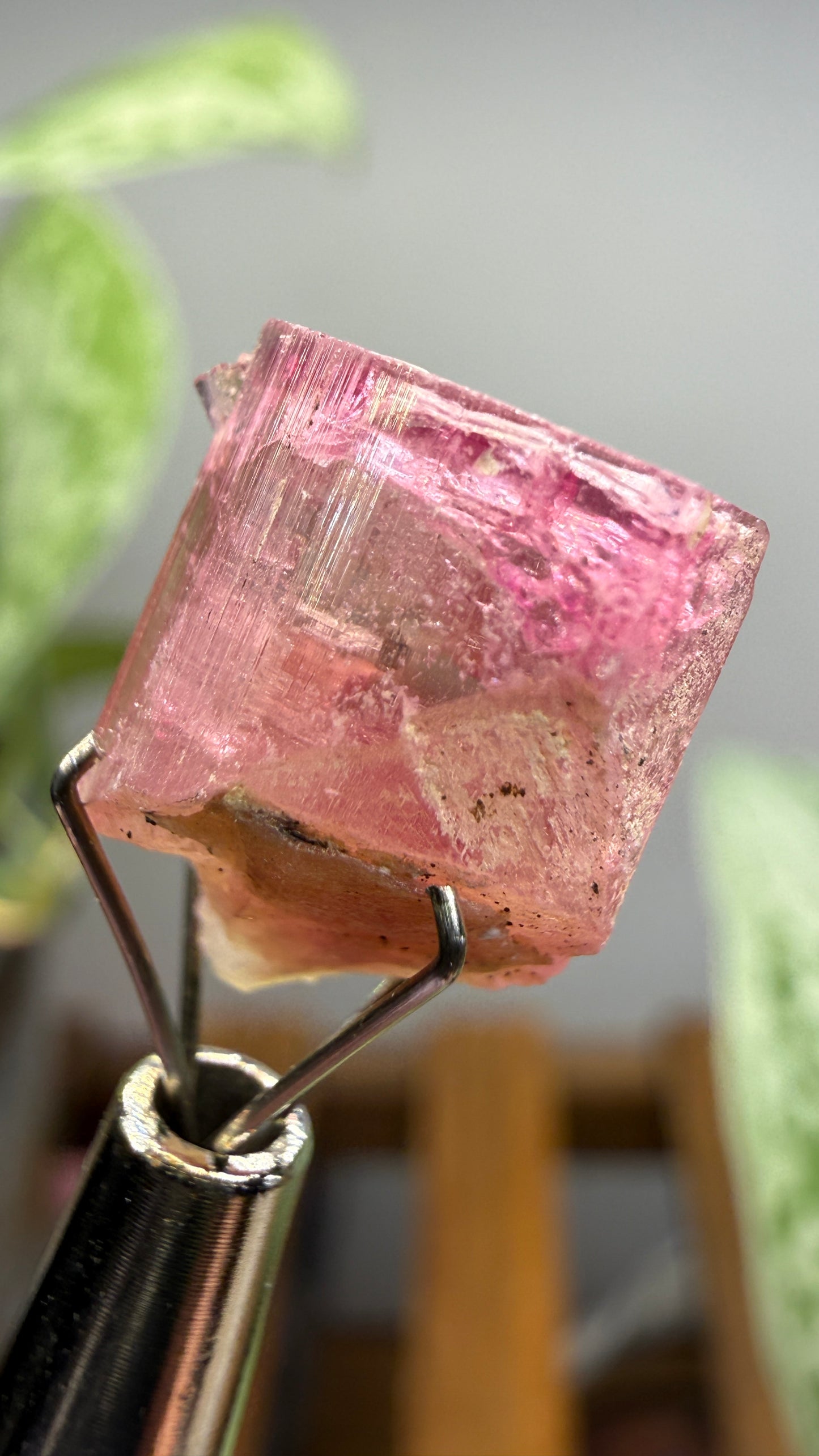 Tourmaline- Água Branca pegmatite, Barra do Salinas, Coronel Murta, Minas Gerais, Brazil