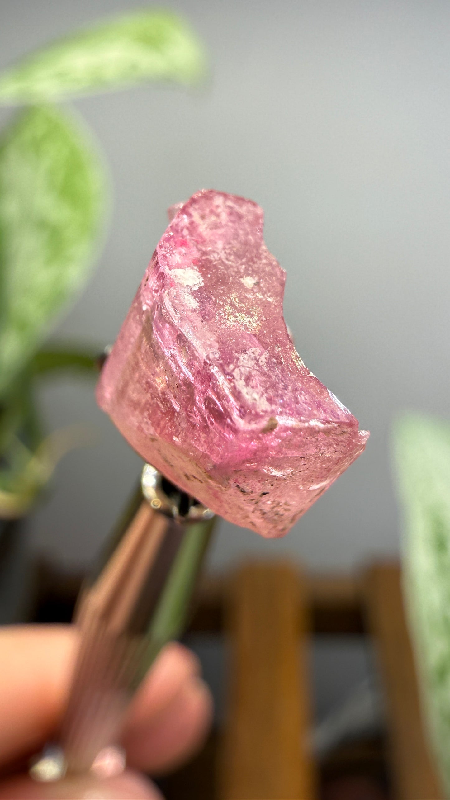 Tourmaline- Água Branca pegmatite, Barra do Salinas, Coronel Murta, Minas Gerais, Brazil