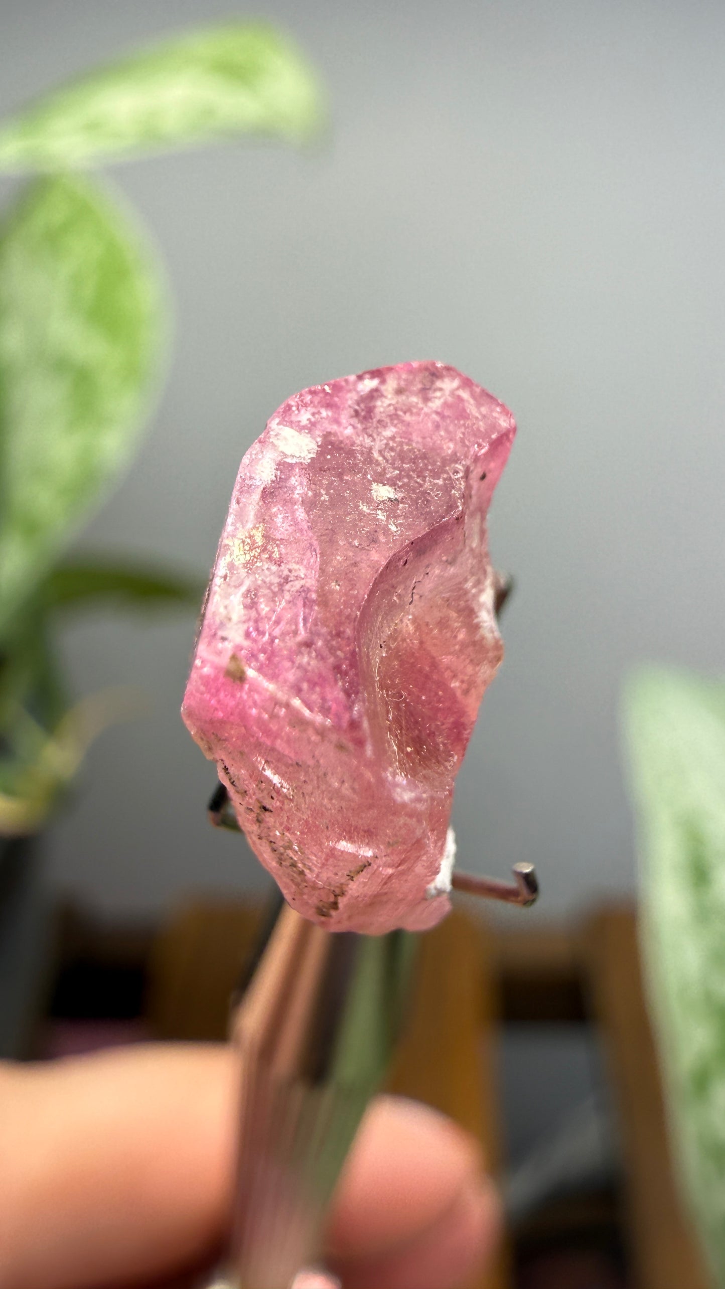 Tourmaline- Água Branca pegmatite, Barra do Salinas, Coronel Murta, Minas Gerais, Brazil
