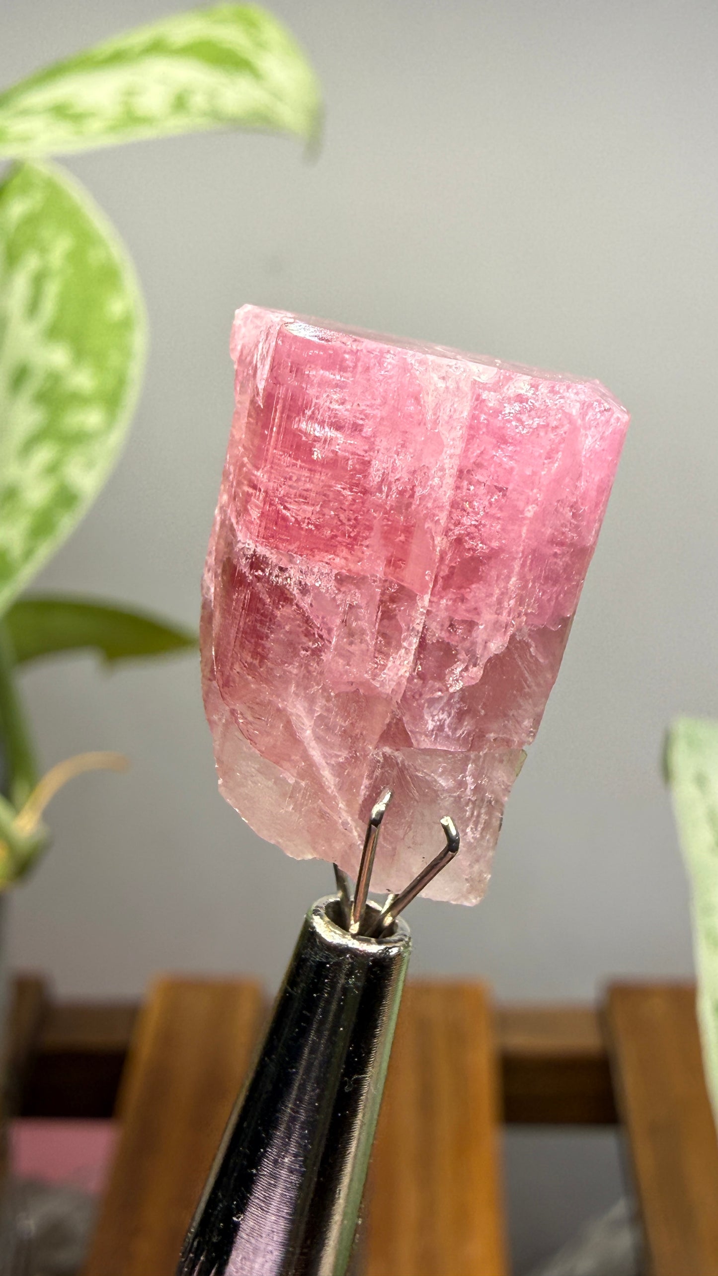Tourmaline- Água Branca pegmatite, Barra do Salinas, Coronel Murta, Minas Gerais, Brazil