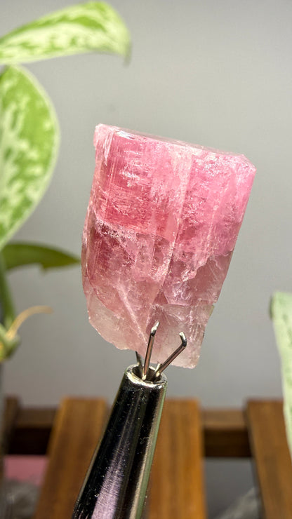 Tourmaline- Água Branca pegmatite, Barra do Salinas, Coronel Murta, Minas Gerais, Brazil