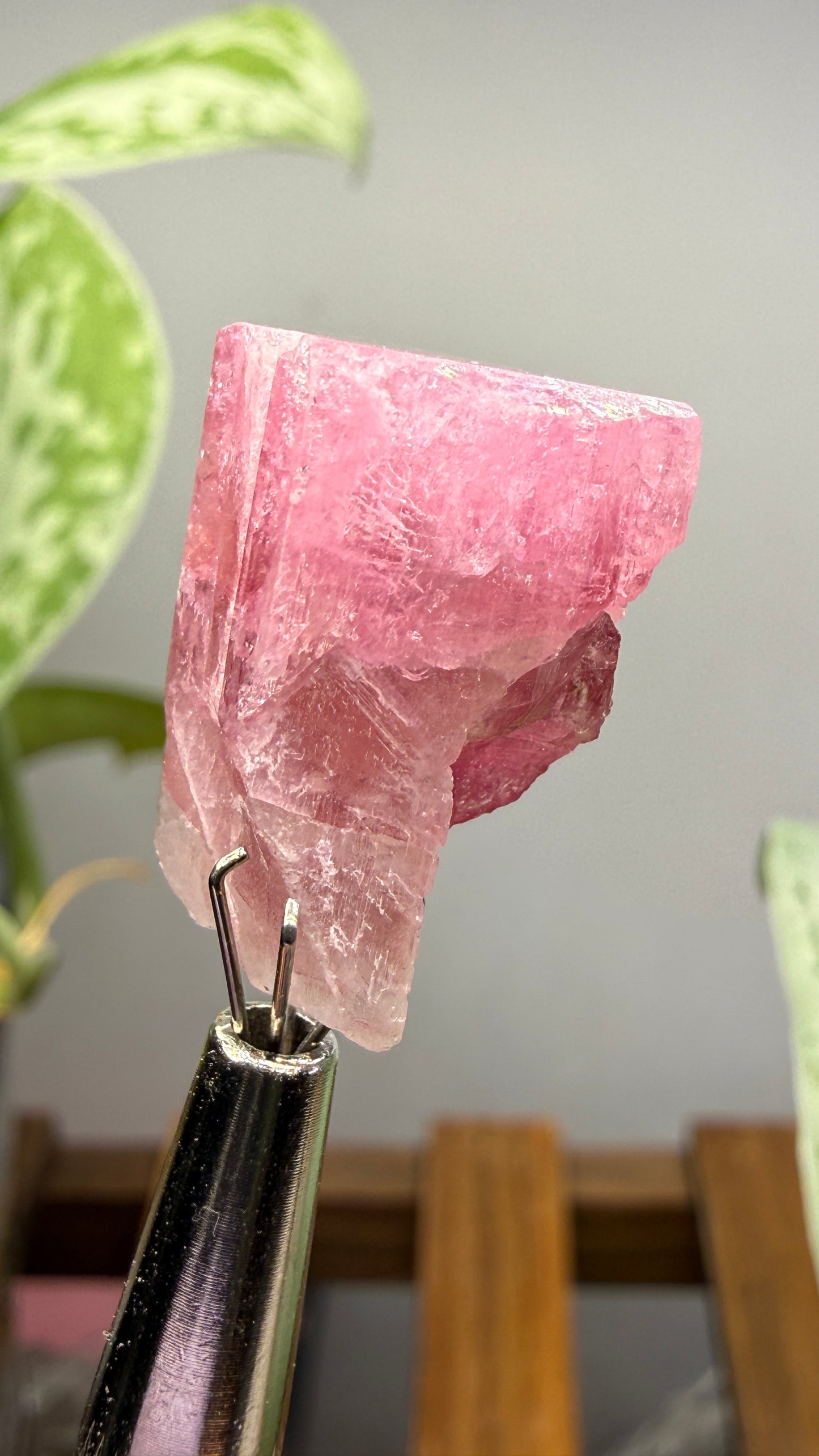 Tourmaline- Água Branca pegmatite, Barra do Salinas, Coronel Murta, Minas Gerais, Brazil