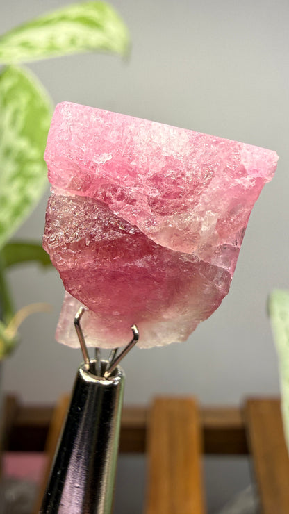 Tourmaline- Água Branca pegmatite, Barra do Salinas, Coronel Murta, Minas Gerais, Brazil