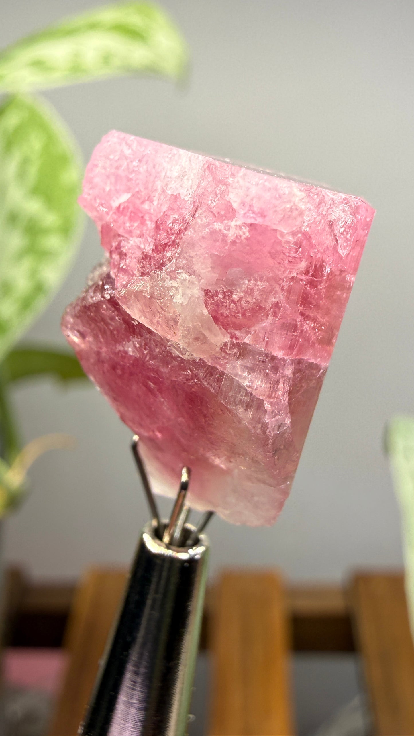 Tourmaline- Água Branca pegmatite, Barra do Salinas, Coronel Murta, Minas Gerais, Brazil