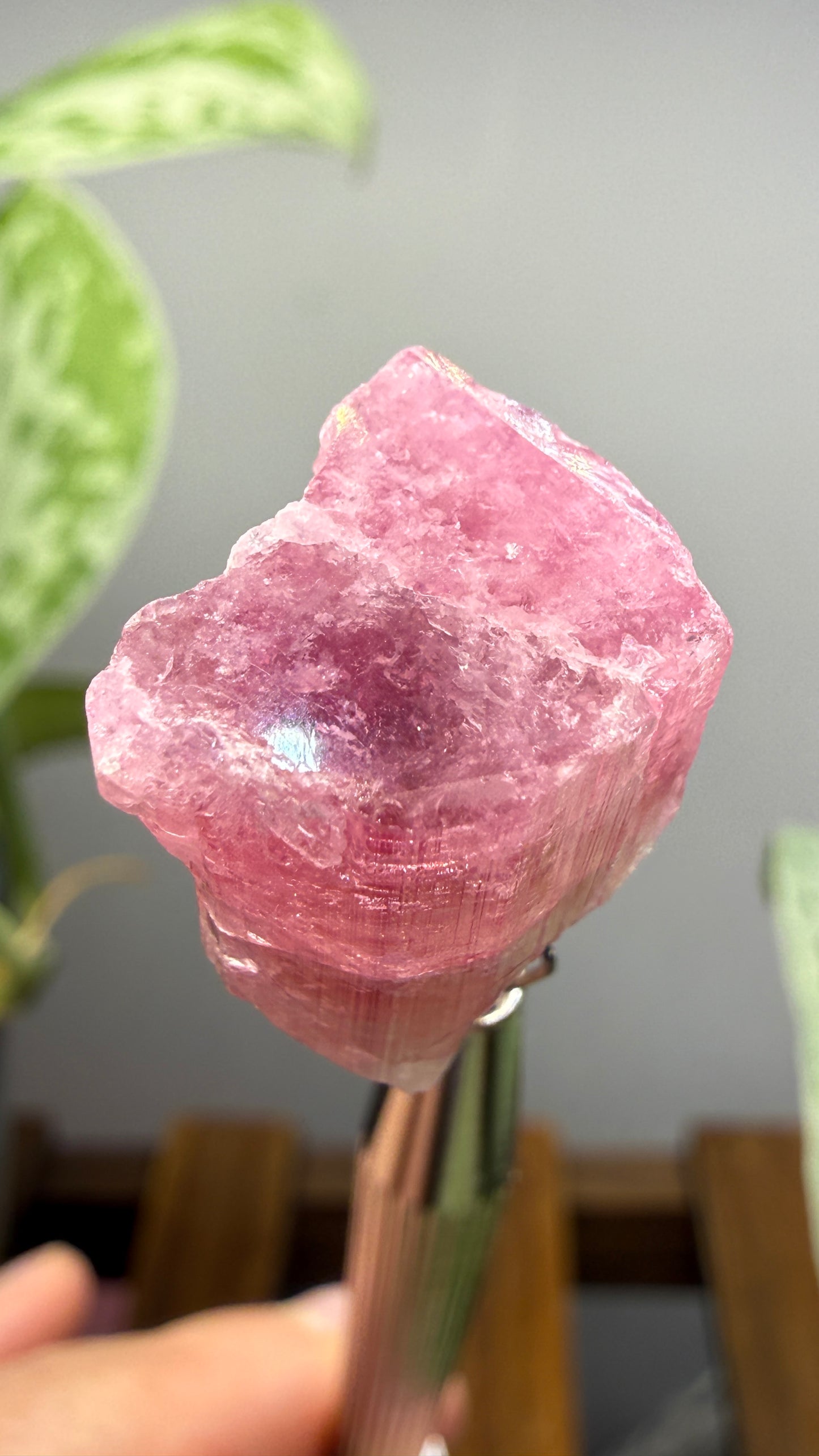 Tourmaline- Água Branca pegmatite, Barra do Salinas, Coronel Murta, Minas Gerais, Brazil