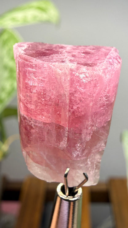 Tourmaline- Água Branca pegmatite, Barra do Salinas, Coronel Murta, Minas Gerais, Brazil