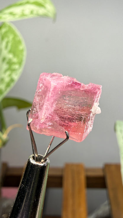 Tourmaline- Água Branca pegmatite, Barra do Salinas, Coronel Murta, Minas Gerais, Brazil