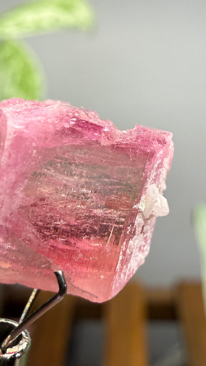 Tourmaline- Água Branca pegmatite, Barra do Salinas, Coronel Murta, Minas Gerais, Brazil