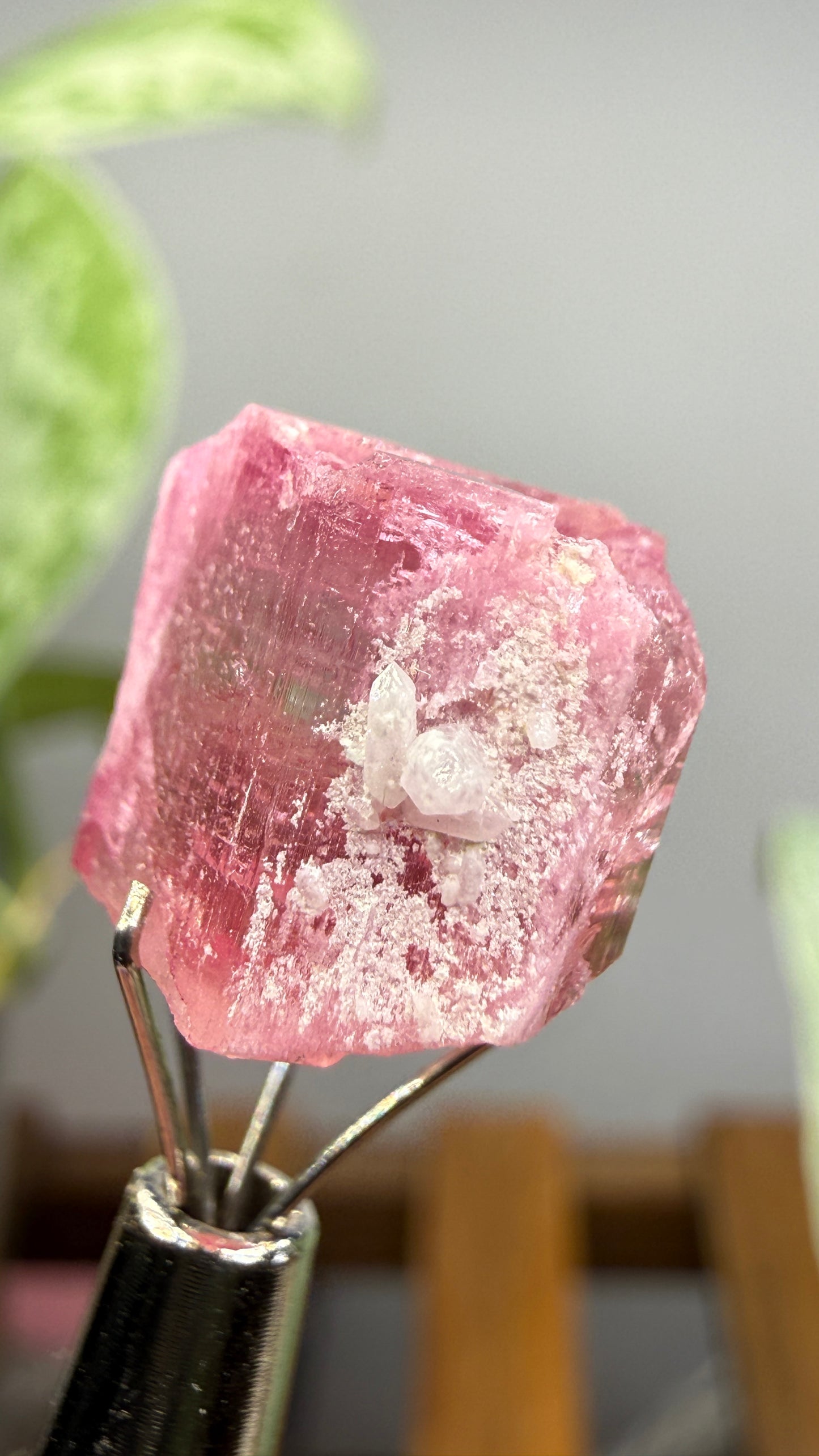 Tourmaline- Água Branca pegmatite, Barra do Salinas, Coronel Murta, Minas Gerais, Brazil