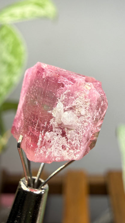 Tourmaline- Água Branca pegmatite, Barra do Salinas, Coronel Murta, Minas Gerais, Brazil