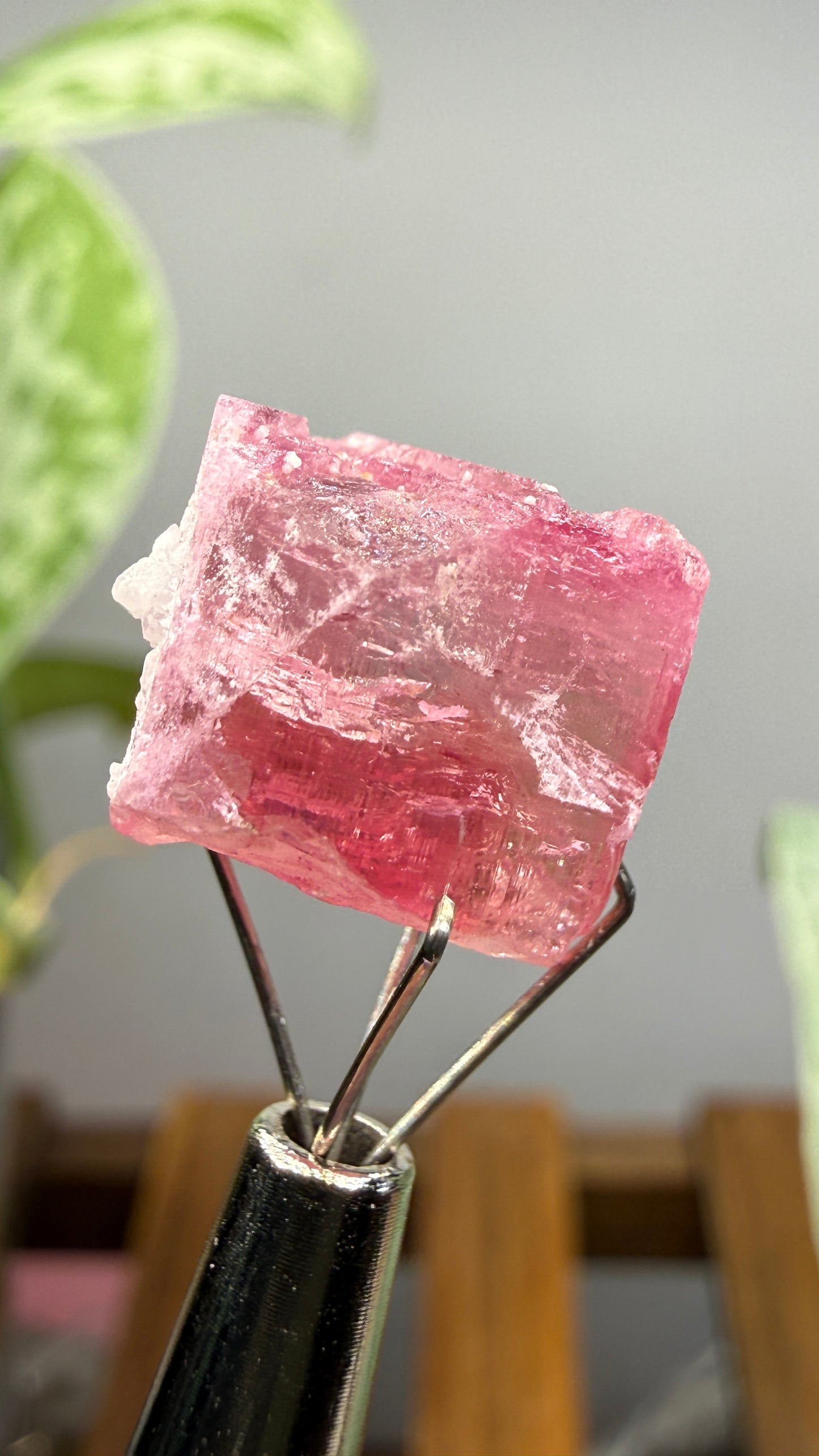 Tourmaline- Água Branca pegmatite, Barra do Salinas, Coronel Murta, Minas Gerais, Brazil