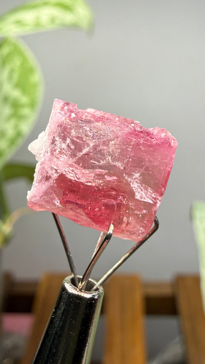 Tourmaline- Água Branca pegmatite, Barra do Salinas, Coronel Murta, Minas Gerais, Brazil