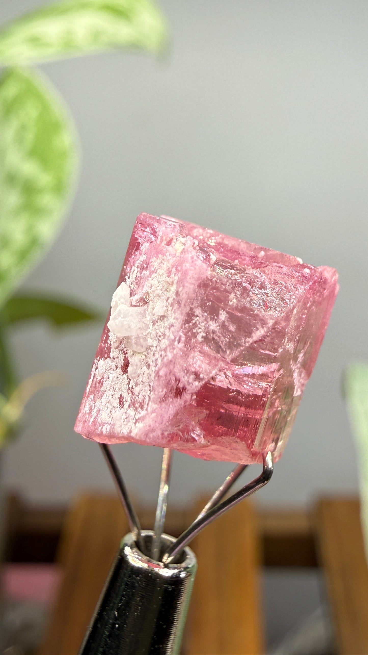 Tourmaline- Água Branca pegmatite, Barra do Salinas, Coronel Murta, Minas Gerais, Brazil