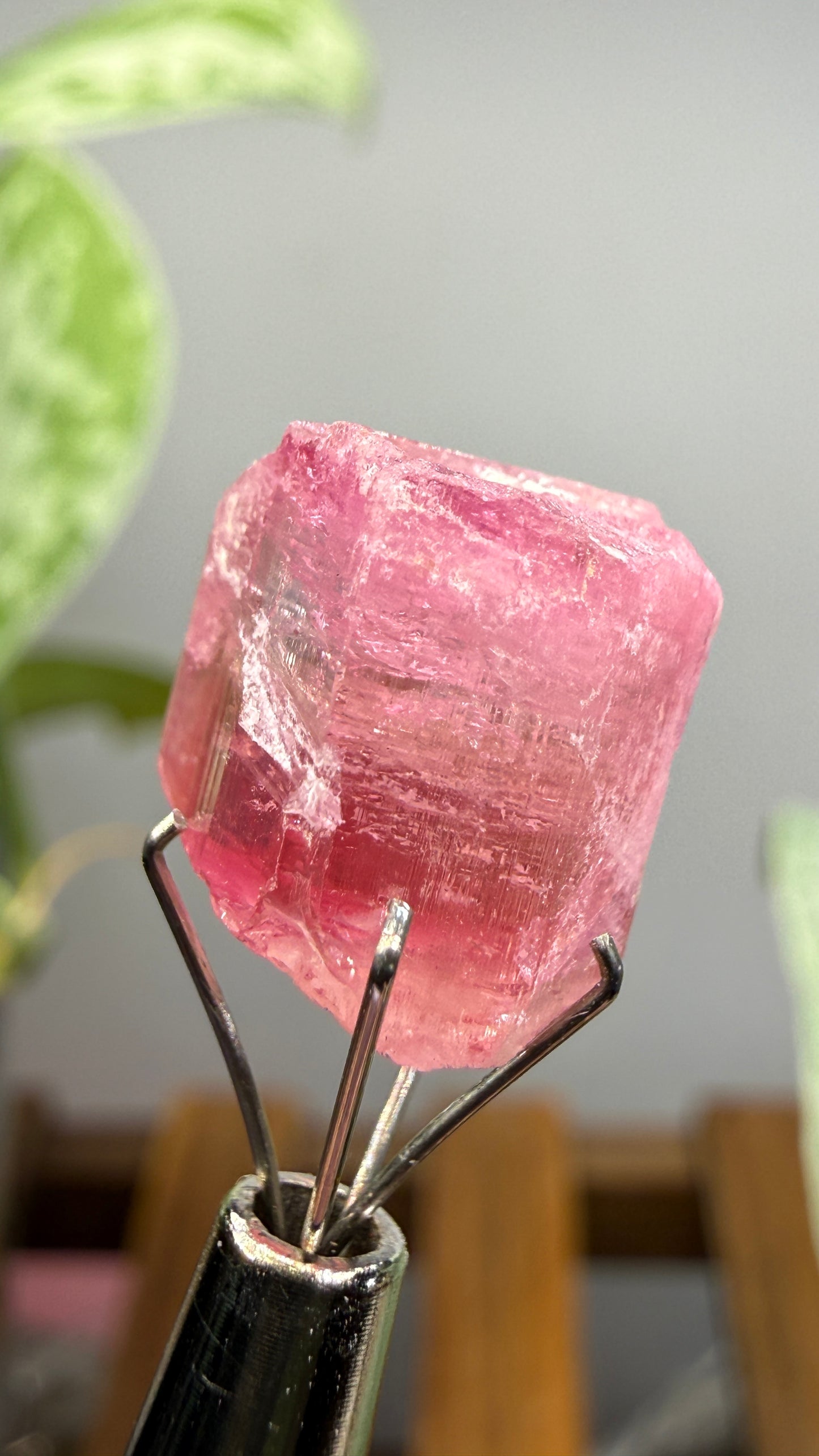 Tourmaline- Água Branca pegmatite, Barra do Salinas, Coronel Murta, Minas Gerais, Brazil
