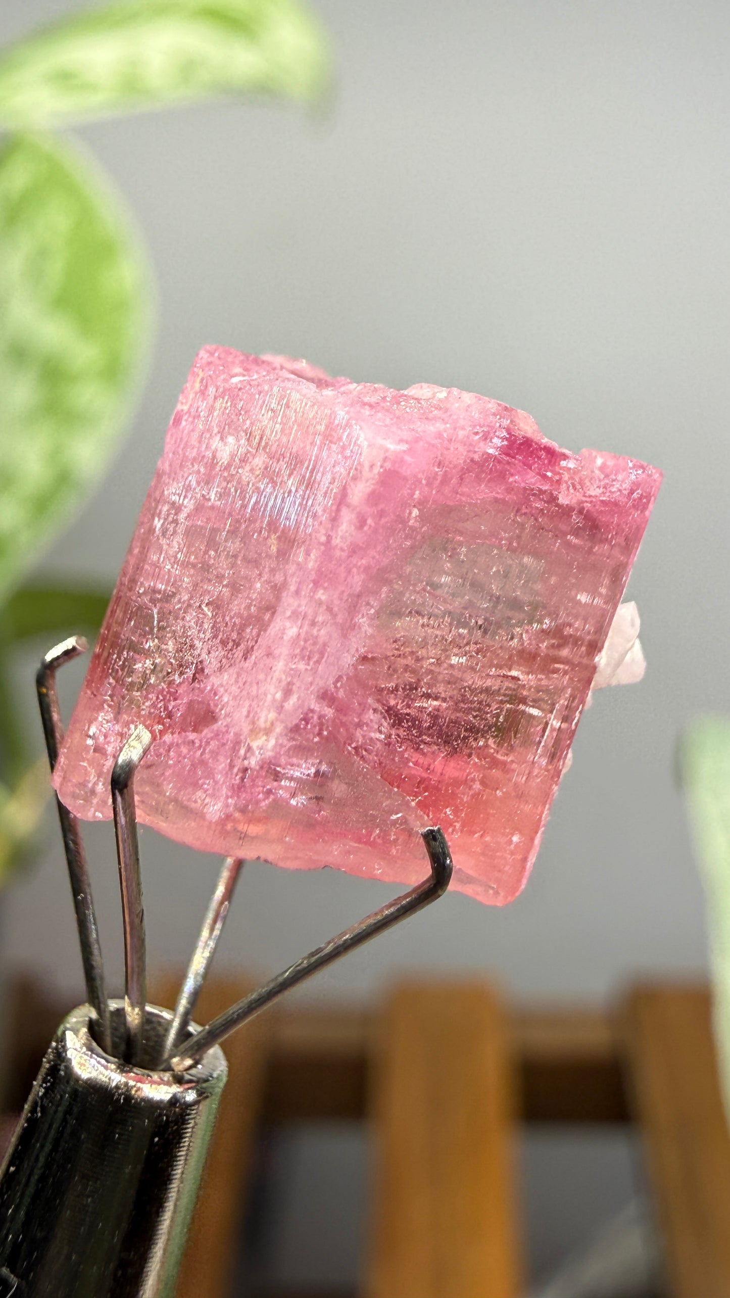 Tourmaline- Água Branca pegmatite, Barra do Salinas, Coronel Murta, Minas Gerais, Brazil