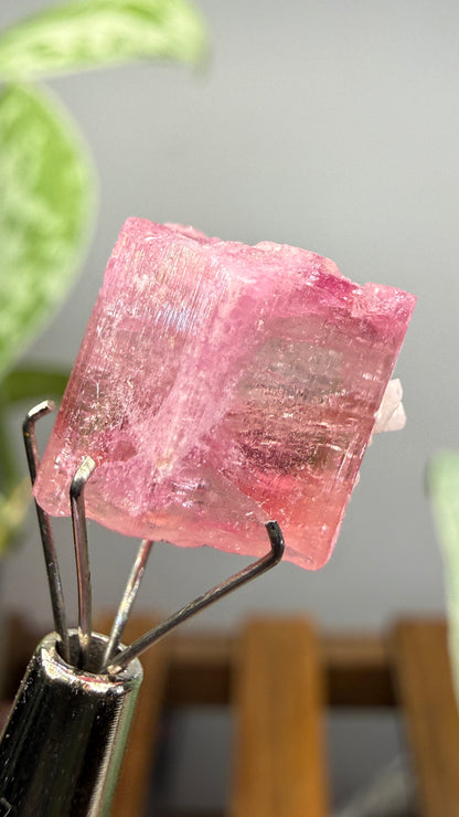 Tourmaline- Água Branca pegmatite, Barra do Salinas, Coronel Murta, Minas Gerais, Brazil