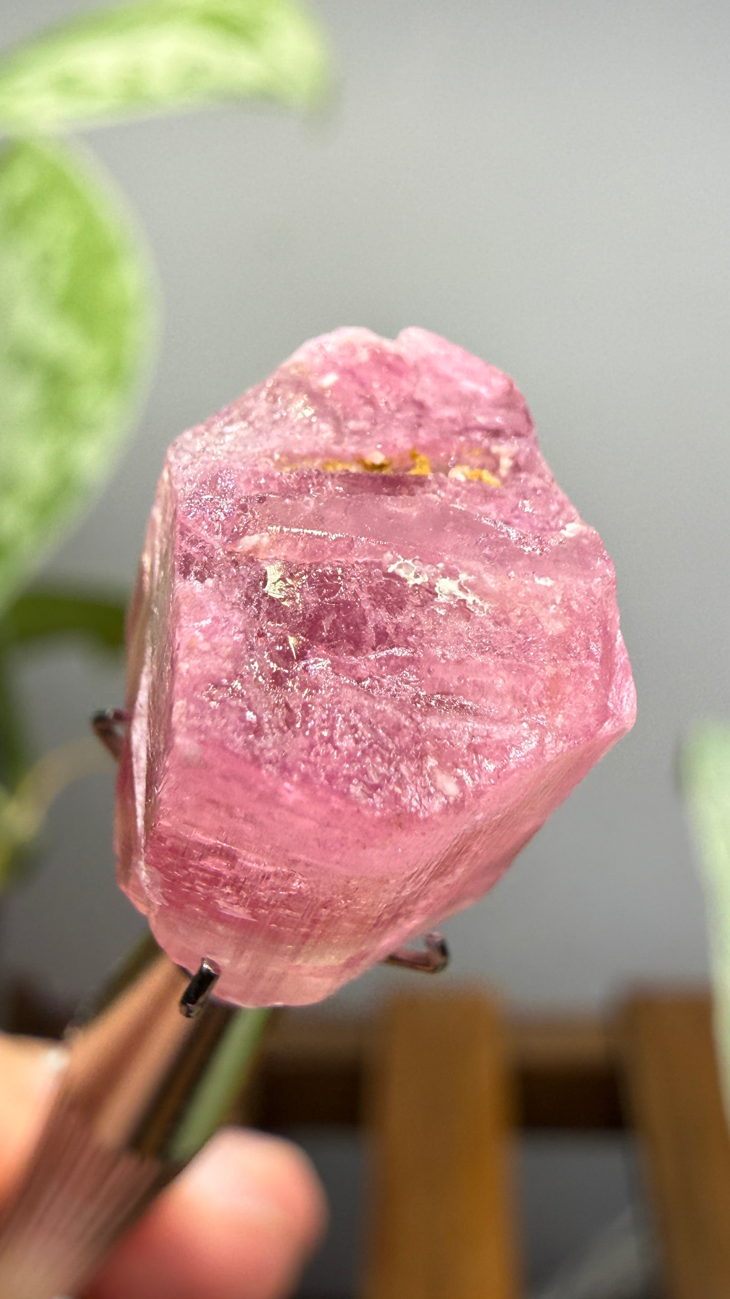 Tourmaline- Água Branca pegmatite, Barra do Salinas, Coronel Murta, Minas Gerais, Brazil