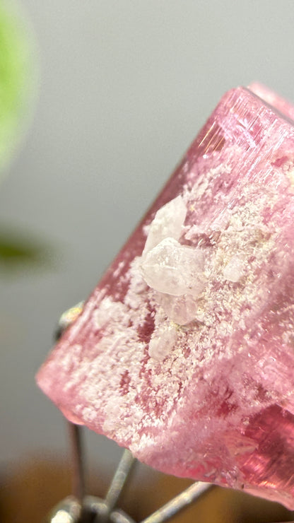 Tourmaline- Água Branca pegmatite, Barra do Salinas, Coronel Murta, Minas Gerais, Brazil