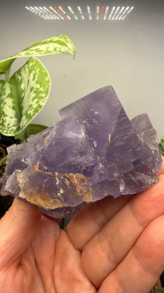Fluorite- Jebel Tirremi, Taourirt Complex, Taourirt Province, Oriental Region, Morocco
