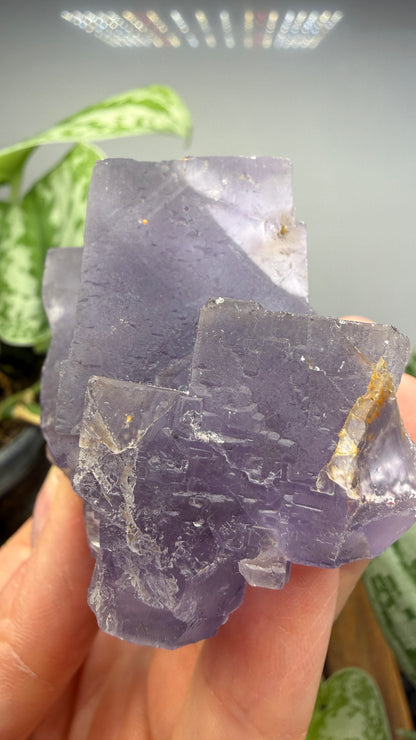 Fluorite- Jebel Tirremi, Taourirt Complex, Taourirt Province, Oriental Region, Morocco