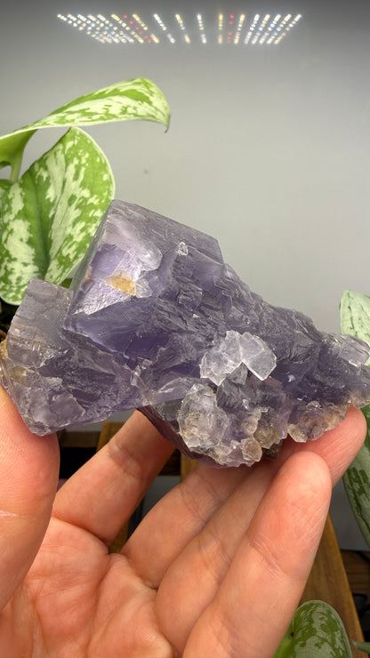 Fluorite- Jebel Tirremi, Taourirt Complex, Taourirt Province, Oriental Region, Morocco
