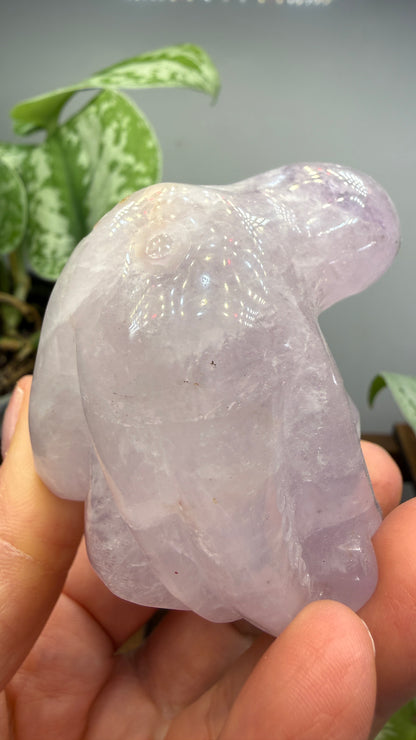 Amethyst Octopus