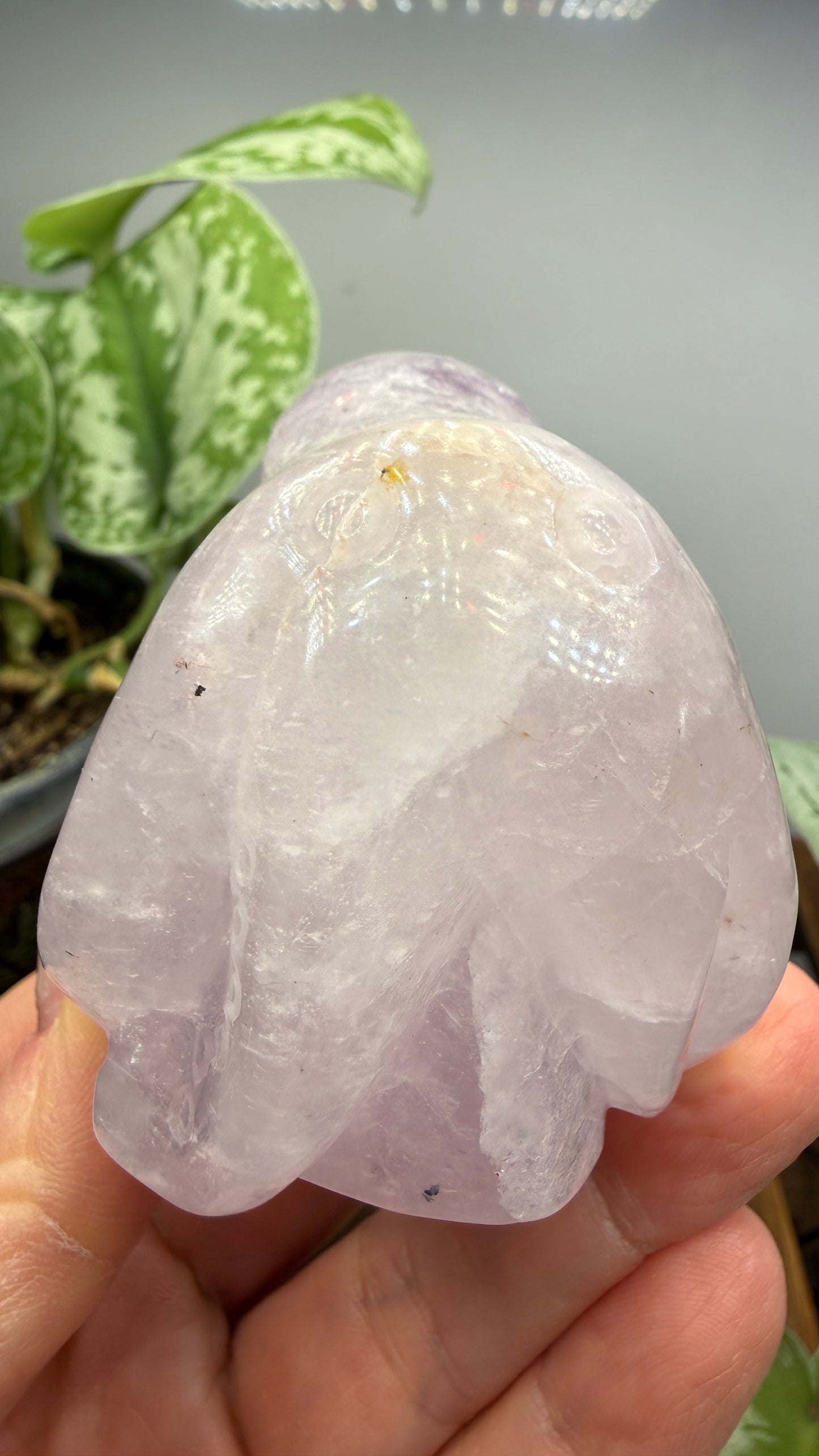 Amethyst Octopus