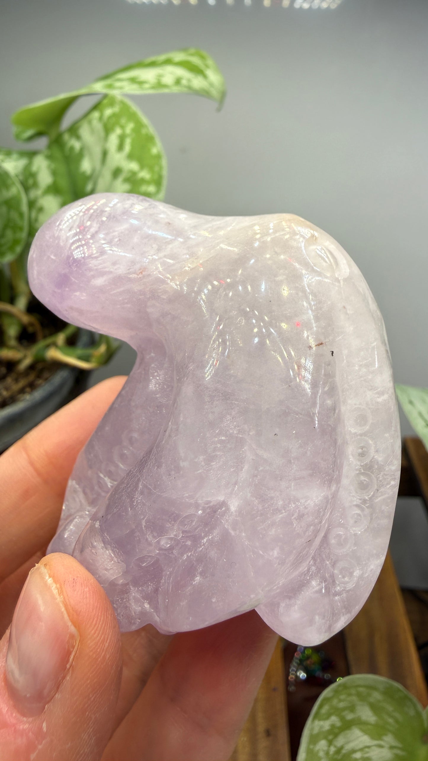 Amethyst Octopus