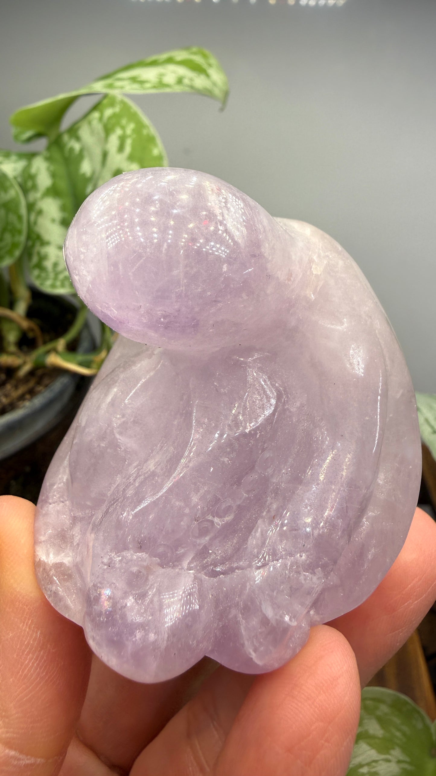 Amethyst Octopus
