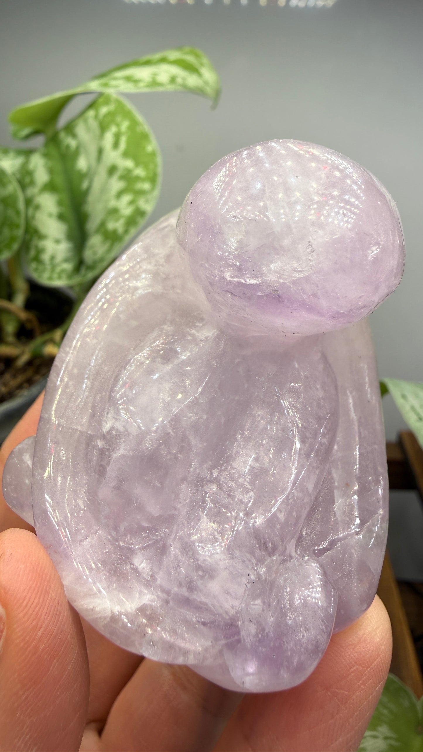 Amethyst Octopus
