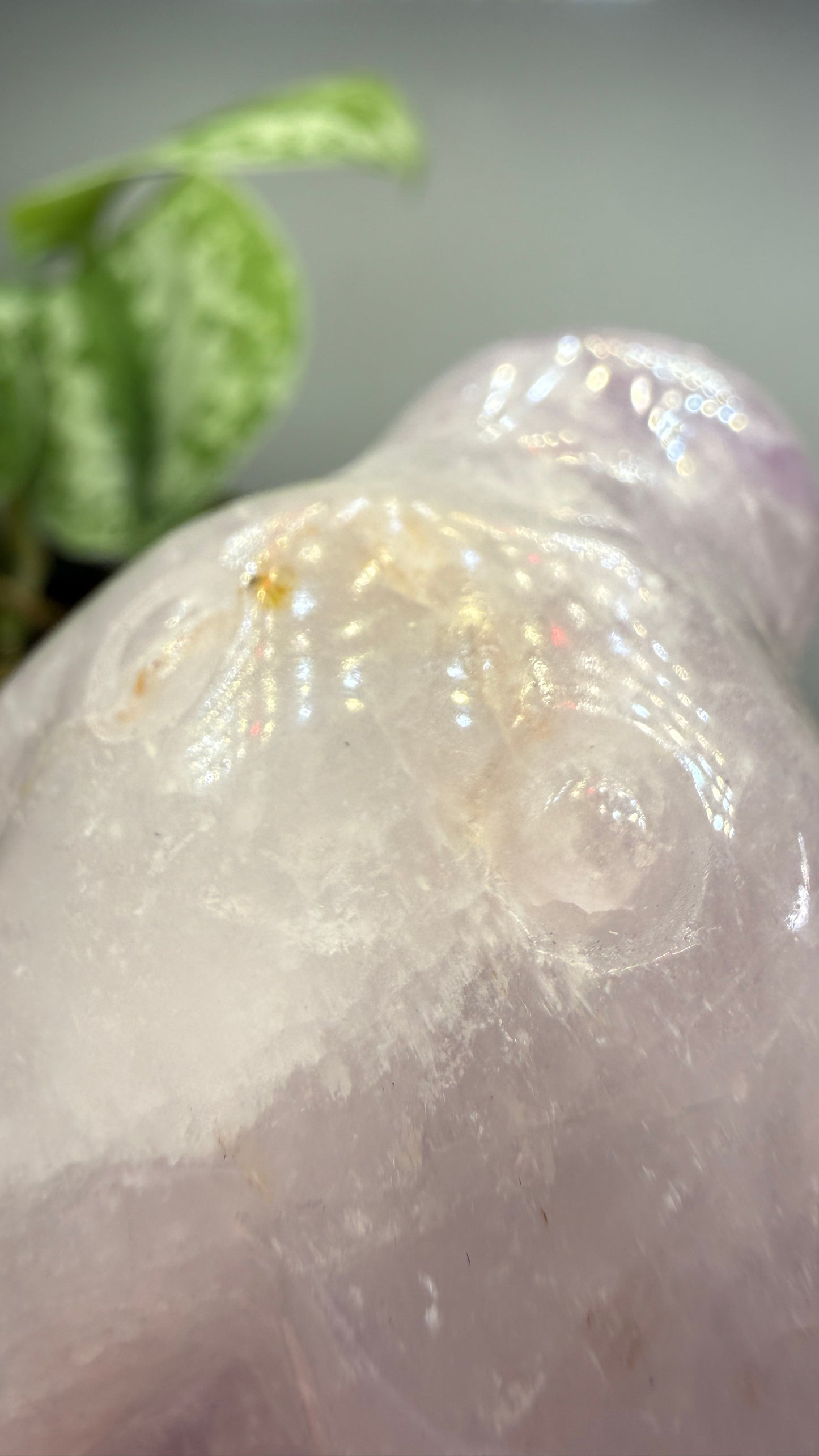 Amethyst Octopus