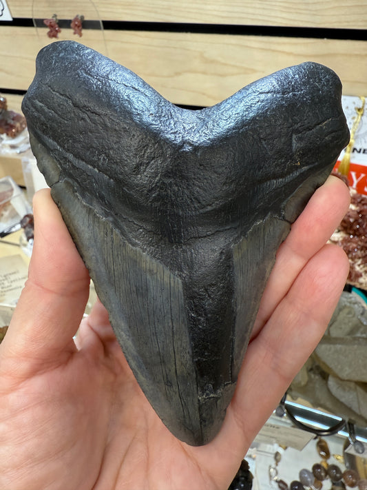 Megalodon Tooth Fossil- North Carolina