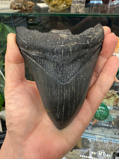 Megalodon Tooth Fossil- North Carolina