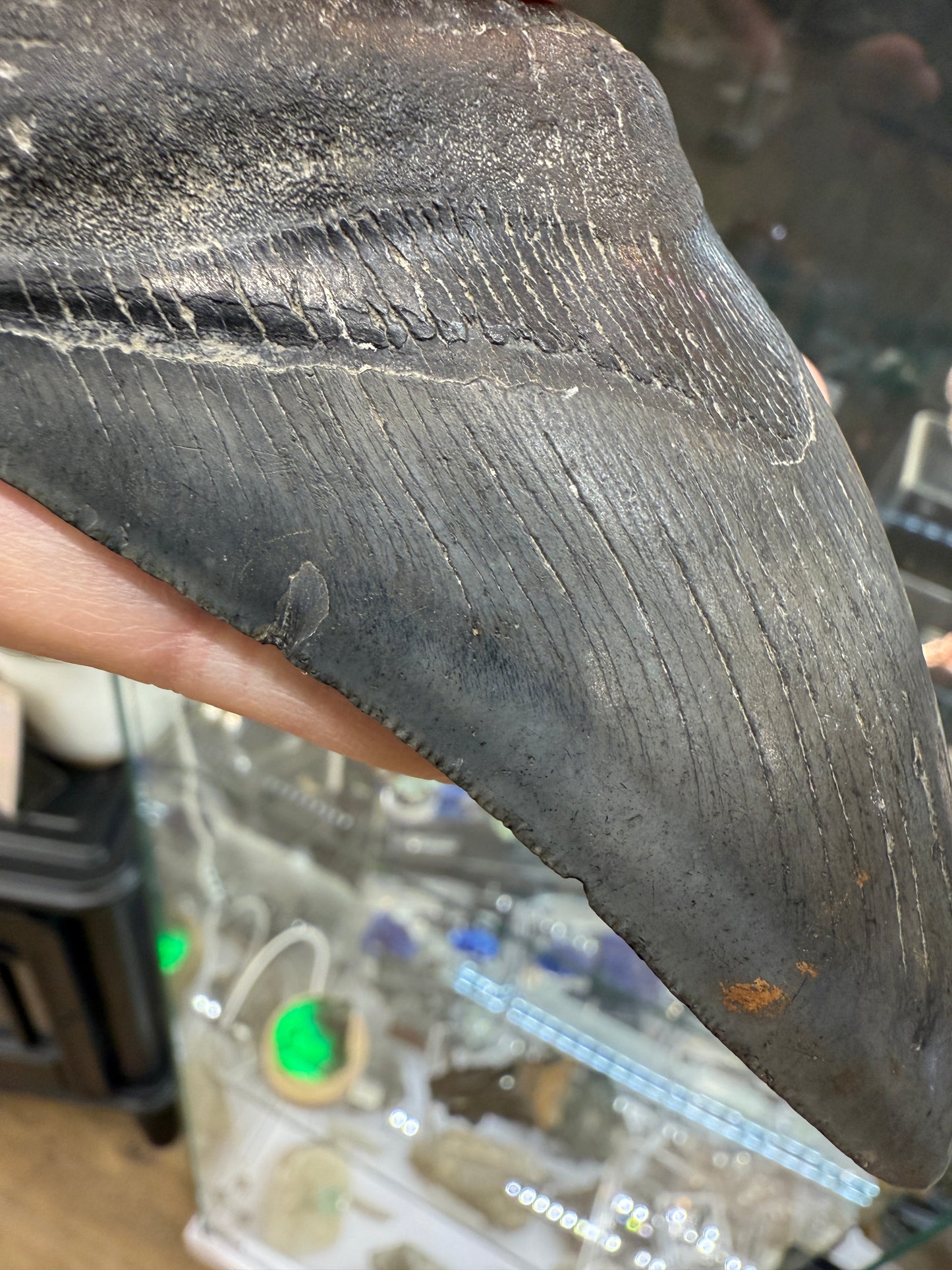 Megalodon Tooth Fossil- North Carolina
