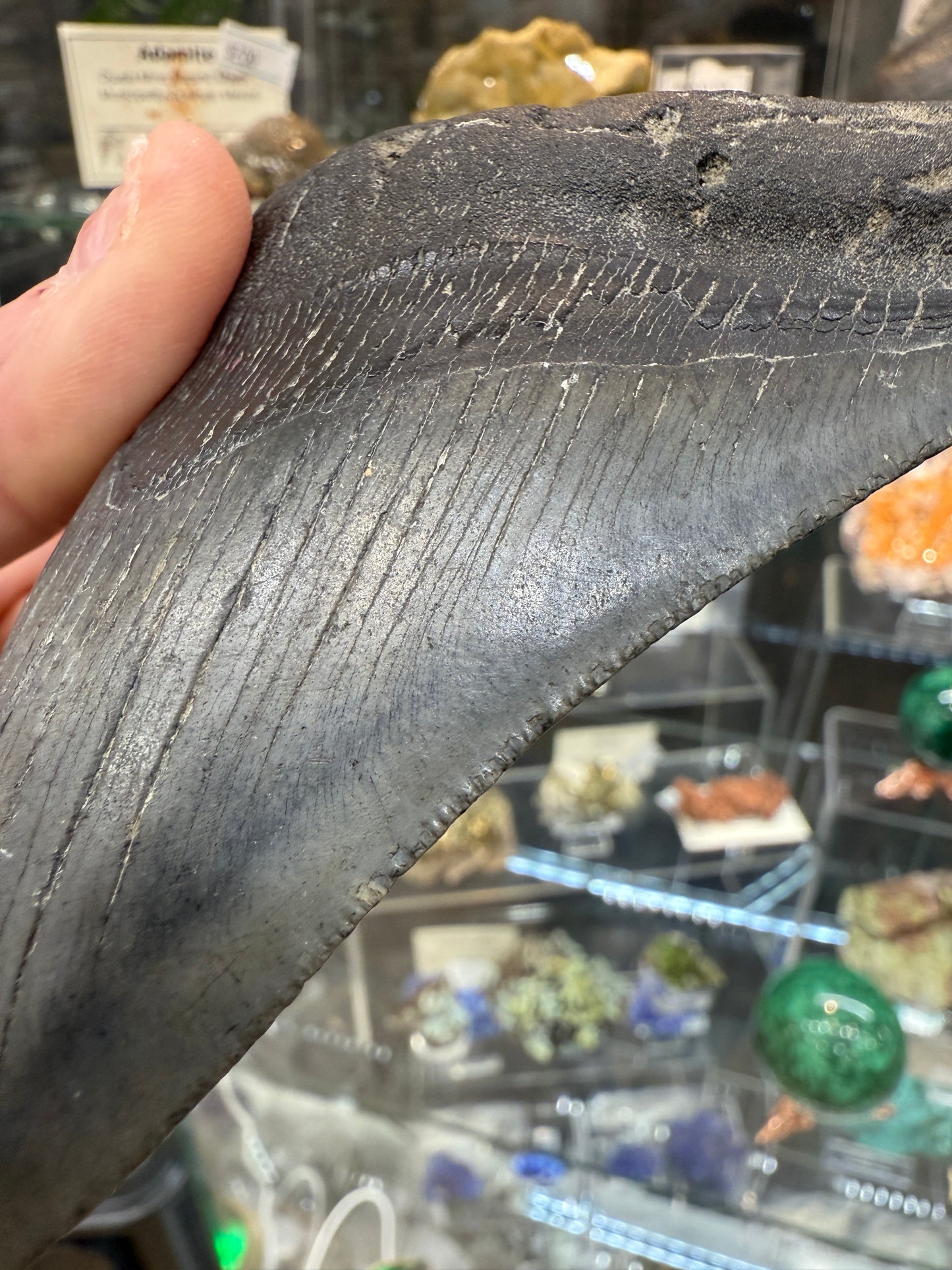 Megalodon Tooth Fossil- North Carolina